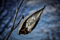 Milkweed on Blue #2