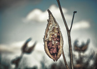 Milkweed with Sky