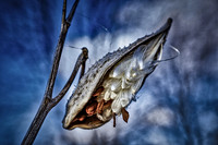 Milkweed on Blue #3