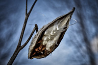 Milkweed on Blue #4