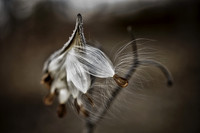Milkweed on Brown #2