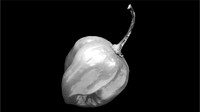 Peppers: homage to Edward Weston