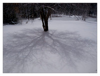 OLYMPUS DIGITAL CAMERA16542 The Gore Road...moonshadows as taken from our bedroom window."the pond" is in the background.