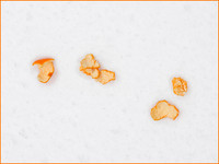 OLYMPUS DIGITAL CAMERAorange peel on the snow.