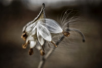 Milkweed on Brown #1