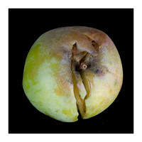 Exquisite decay-mellowed apples