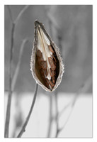 Milkweed