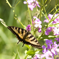 1 minute in the life of a butterfly-Summer 2007