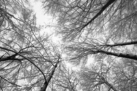 "Looking up"